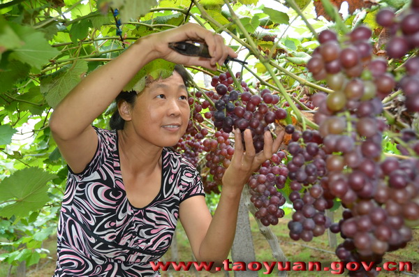 桃源漳江鎮(zhèn)農(nóng)家女種出了富硒葡萄