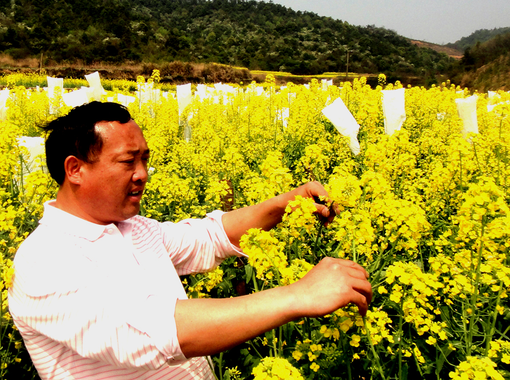 農(nóng)民科學(xué)家沈昌健園了富硒油菜夢